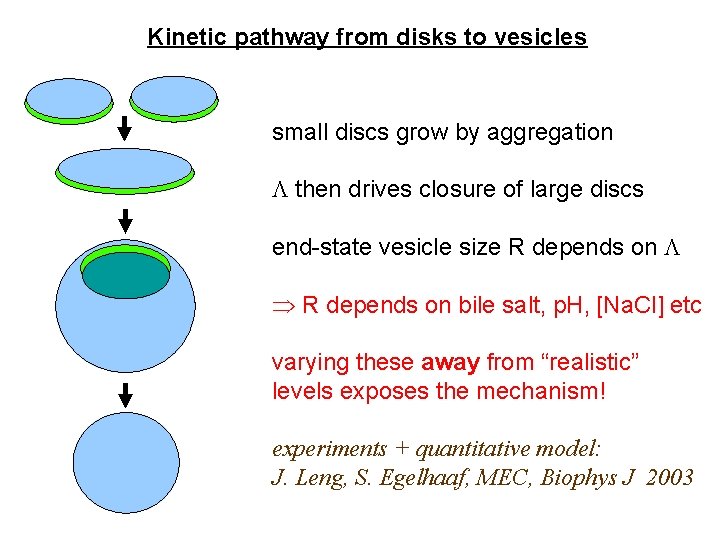 Kinetic pathway from disks to vesicles small discs grow by aggregation then drives closure