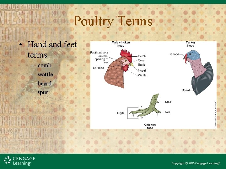 Poultry Terms • Hand feet terms – – comb wattle beard spur 