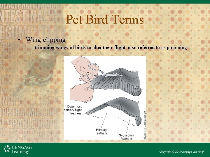 Pet Bird Terms • Wing clipping – trimming wings of birds to alter their