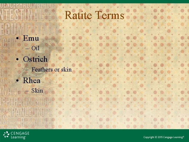 Ratite Terms • Emu – Oil • Ostrich – Feathers or skin • Rhea