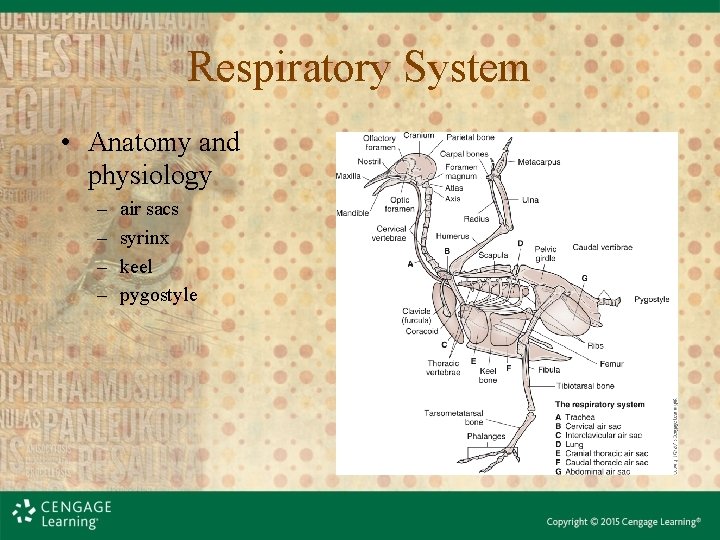 Respiratory System • Anatomy and physiology – – air sacs syrinx keel pygostyle 