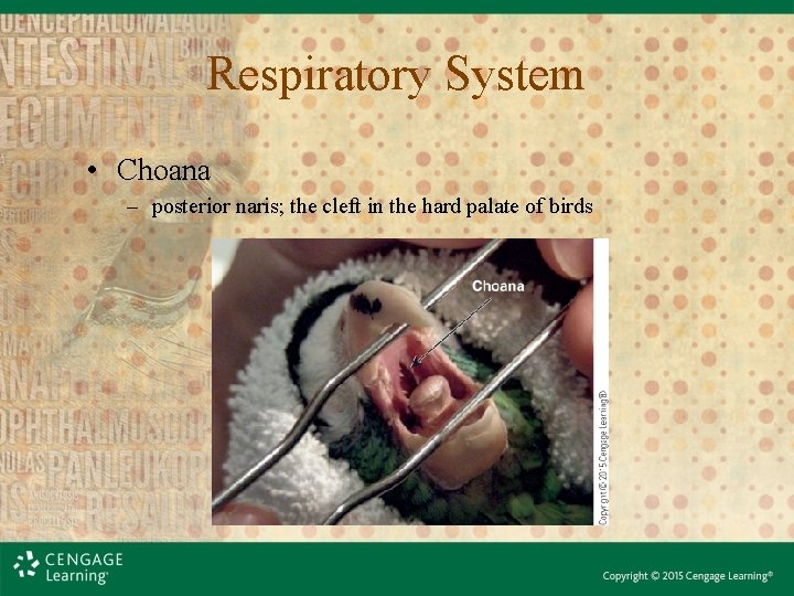 Respiratory System • Choana – posterior naris; the cleft in the hard palate of