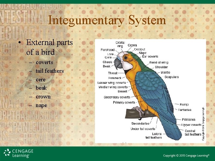 Integumentary System • External parts of a bird – – – coverts tail feathers