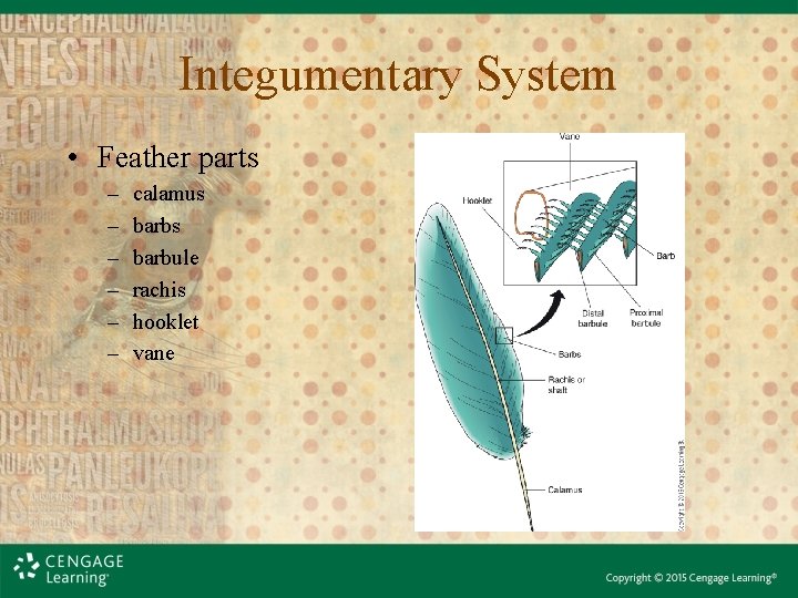 Integumentary System • Feather parts – – – calamus barbule rachis hooklet vane 