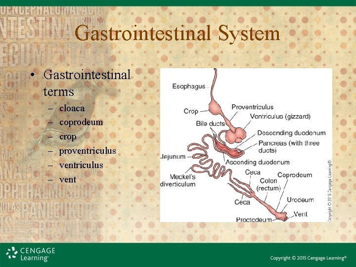Gastrointestinal System • Gastrointestinal terms – – – cloaca coprodeum crop proventriculus vent 