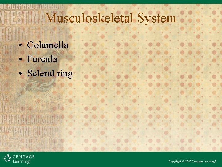 Musculoskeletal System • Columella • Furcula • Scleral ring 