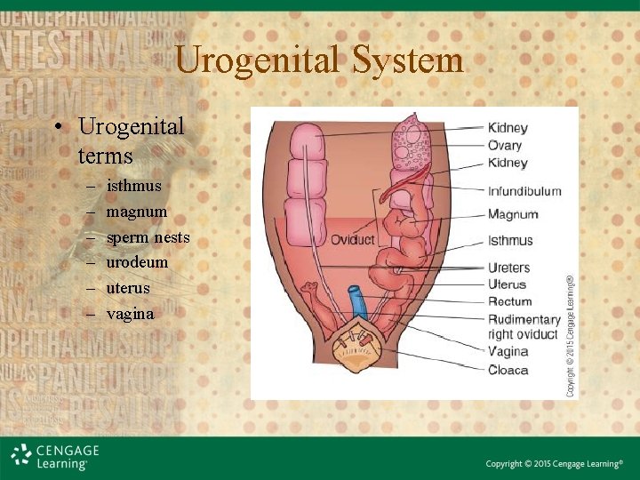Urogenital System • Urogenital terms – – – isthmus magnum sperm nests urodeum uterus