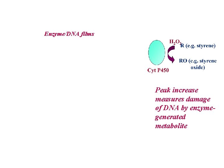 Enzyme/DNA films Peak increase measures damage of DNA by enzymegenerated metabolite 