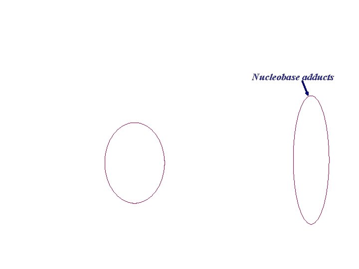 Nucleobase adducts 