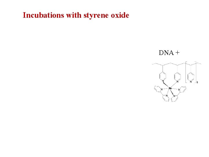 Incubations with styrene oxide DNA + 
