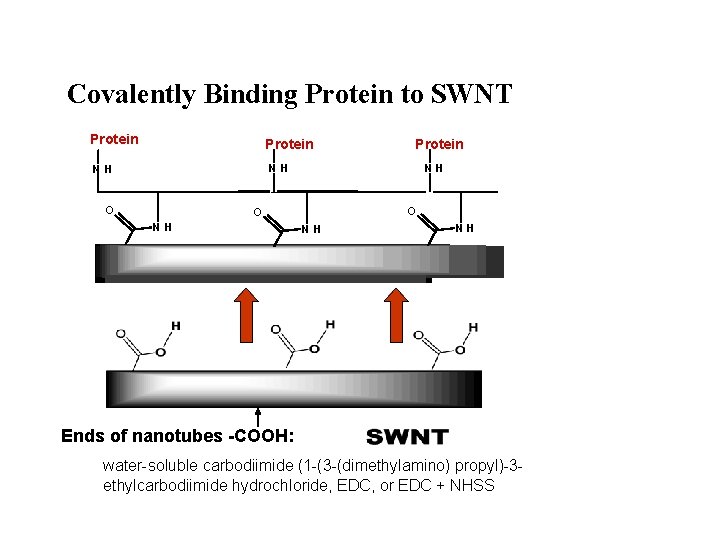 Covalently Binding Protein to SWNT Protein NH NH O O NH NH NH g