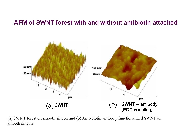 AFM of SWNT forest with and without antibiotin attached (a) SWNT (b) SWNT +