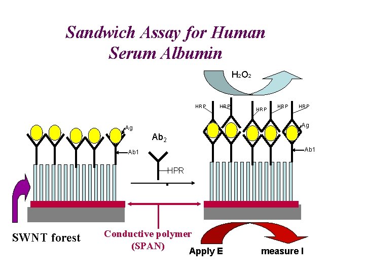 Sandwich Assay for Human Serum Albumin H 2 O 2 HRP HRP HRP Ag
