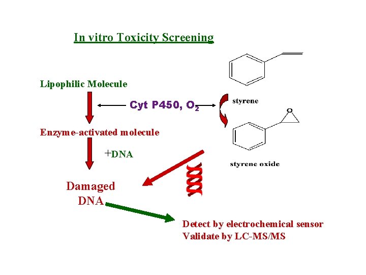 In vitro Toxicity Screening Lipophilic Molecule Cyt P 450, O 2 Enzyme-activated molecule +DNA