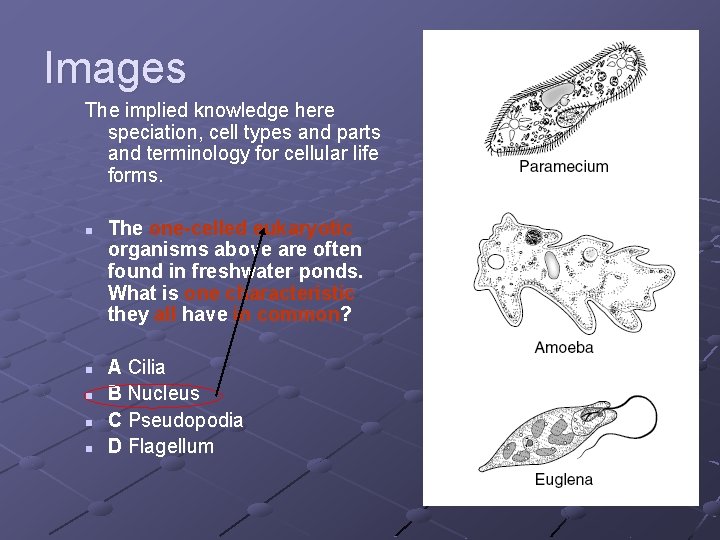 Images The implied knowledge here speciation, cell types and parts and terminology for cellular