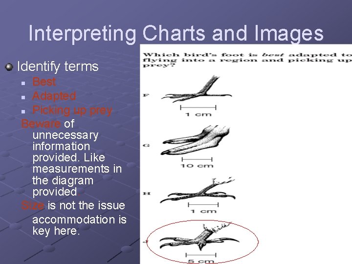 Interpreting Charts and Images Identify terms Best n Adapted n Picking up prey Beware