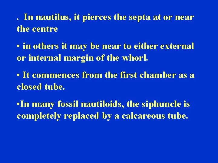 . In nautilus, it pierces the septa at or near the centre • in