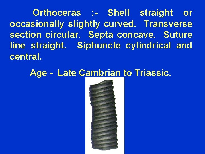 Orthoceras : - Shell straight or occasionally slightly curved. Transverse section circular. Septa concave.