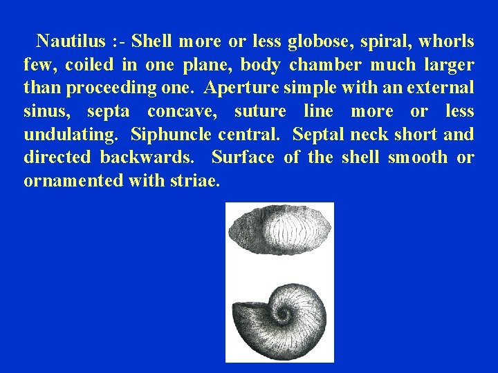 Nautilus : - Shell more or less globose, spiral, whorls few, coiled in one