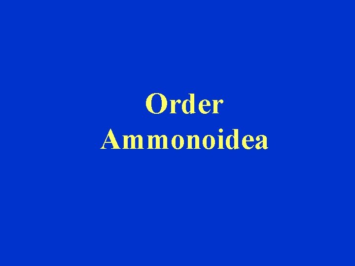 Order Ammonoidea 