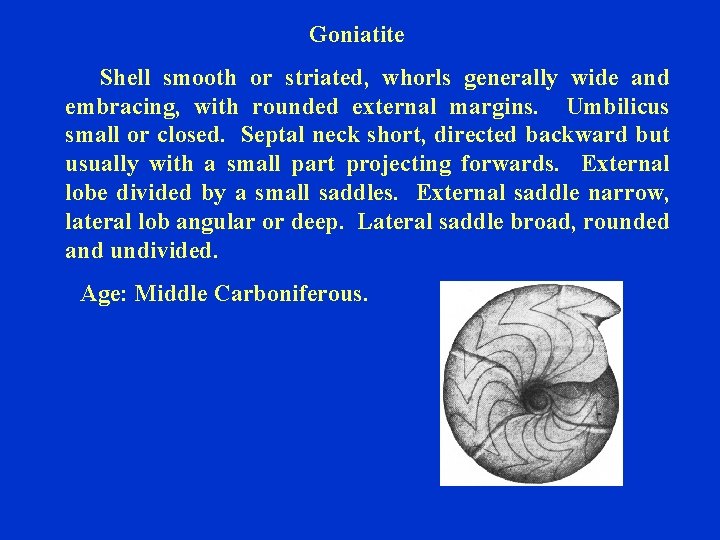 Goniatite Shell smooth or striated, whorls generally wide and embracing, with rounded external margins.