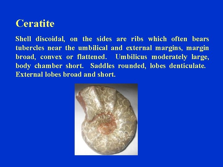 Ceratite Shell discoidal, on the sides are ribs which often bears tubercles near the
