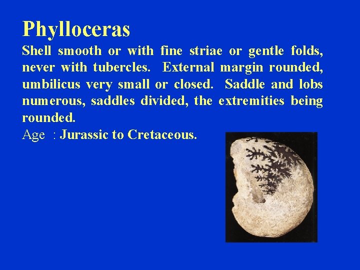 Phylloceras Shell smooth or with fine striae or gentle folds, never with tubercles. External