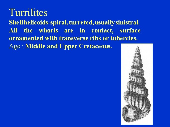 Turrilites Shell helicoids-spiral, turreted, usually sinistral. All the whorls are in contact, surface ornamented