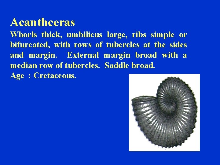 Acanthceras Whorls thick, umbilicus large, ribs simple or bifurcated, with rows of tubercles at
