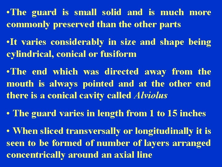  • The guard is small solid and is much more commonly preserved than