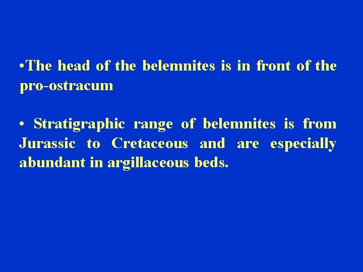  • The head of the belemnites is in front of the pro-ostracum •