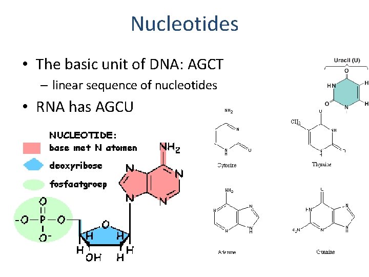 Nucleotides • The basic unit of DNA: AGCT – linear sequence of nucleotides •