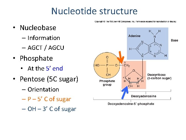 Nucleotide structure • Nucleobase – Information – AGCT / AGCU • Phosphate • At