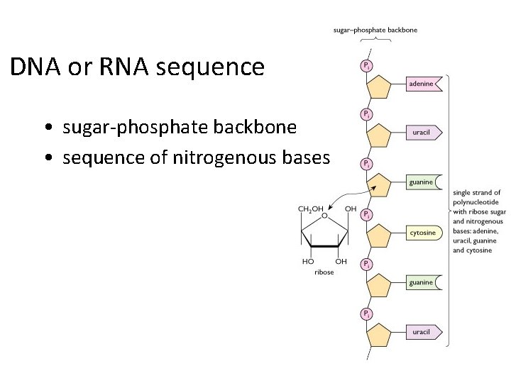 DNA or RNA sequence • sugar-phosphate backbone • sequence of nitrogenous bases 