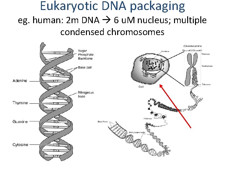 Eukaryotic DNA packaging eg. human: 2 m DNA 6 u. M nucleus; multiple condensed