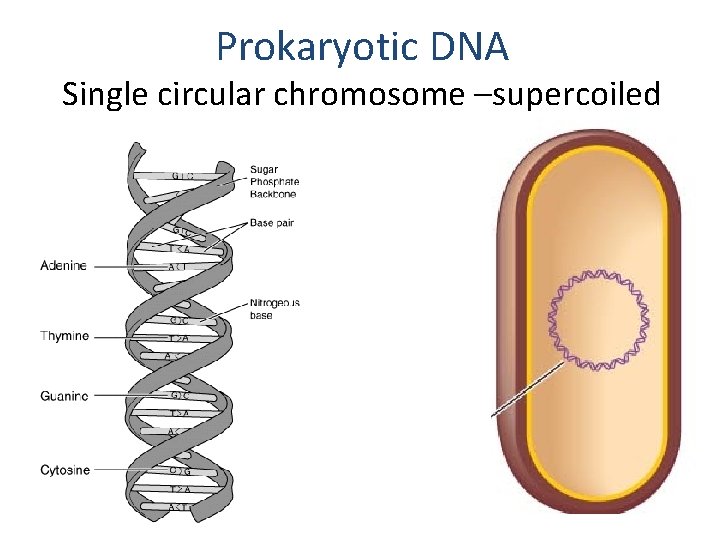Prokaryotic DNA Single circular chromosome –supercoiled 