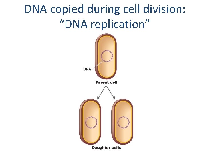 DNA copied during cell division: “DNA replication” 