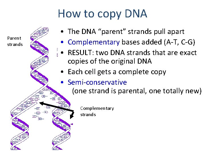 How to copy DNA Parent strands • The DNA “parent” strands pull apart •