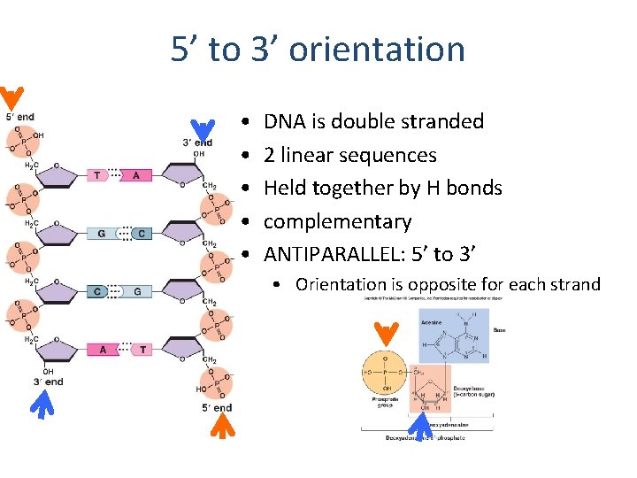 5’ to 3’ orientation • • • DNA is double stranded 2 linear sequences