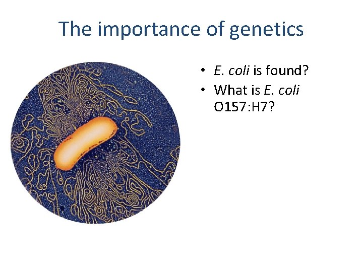 The importance of genetics • E. coli is found? • What is E. coli