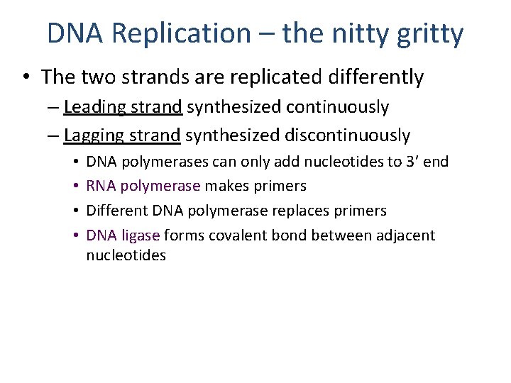 DNA Replication – the nitty gritty • The two strands are replicated differently –