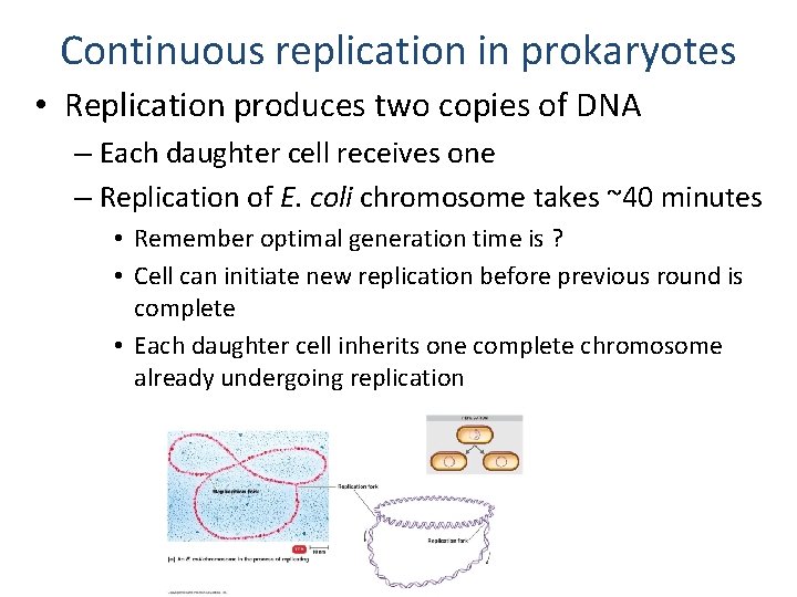 Continuous replication in prokaryotes • Replication produces two copies of DNA – Each daughter