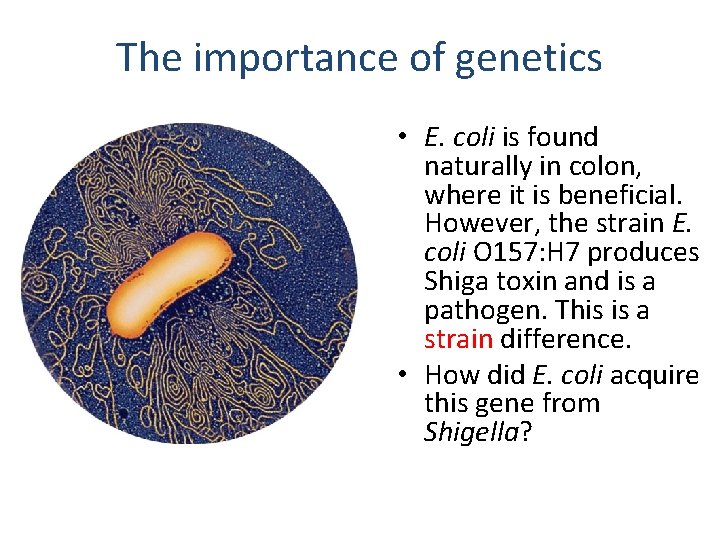 The importance of genetics • E. coli is found naturally in colon, where it