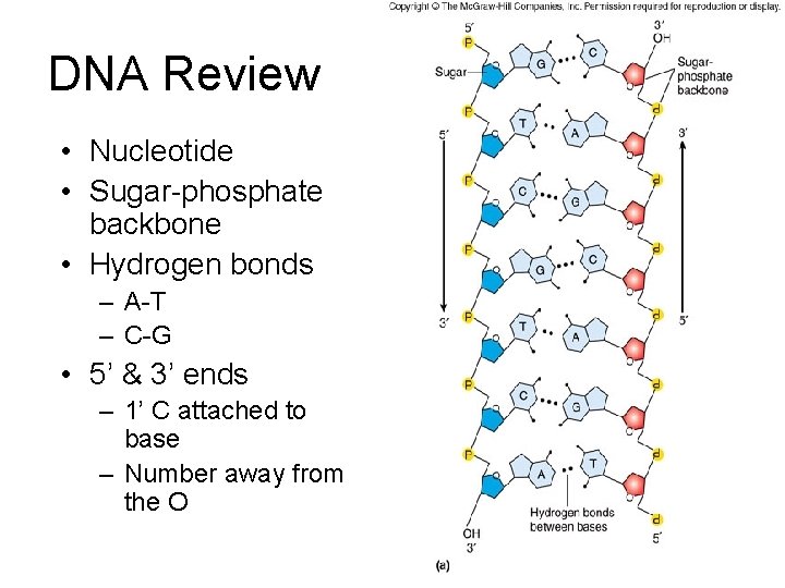 DNA Review • Nucleotide • Sugar-phosphate backbone • Hydrogen bonds – A-T – C-G