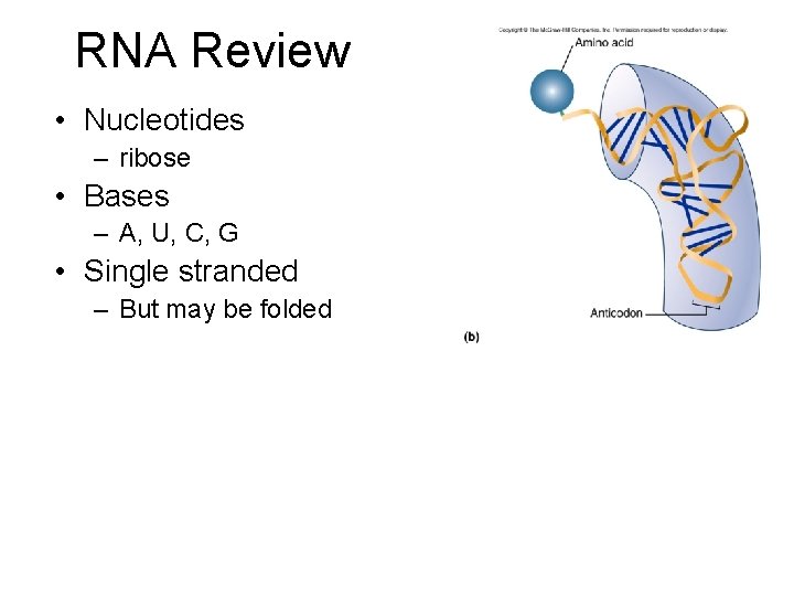 RNA Review • Nucleotides – ribose • Bases – A, U, C, G •
