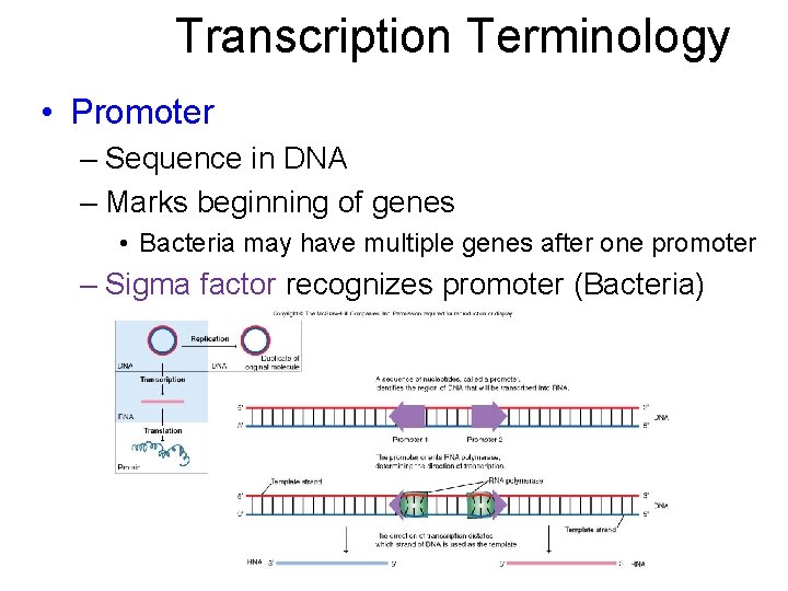 Transcription Terminology • Promoter – Sequence in DNA – Marks beginning of genes •