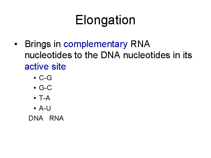 Elongation • Brings in complementary RNA nucleotides to the DNA nucleotides in its active