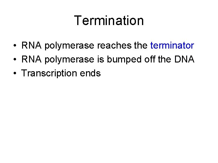 Termination • RNA polymerase reaches the terminator • RNA polymerase is bumped off the