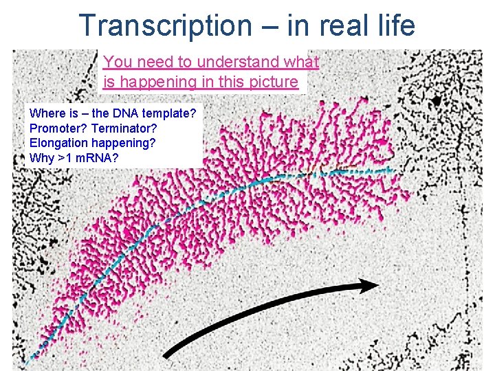 Transcription – in real life You need to understand what is happening in this