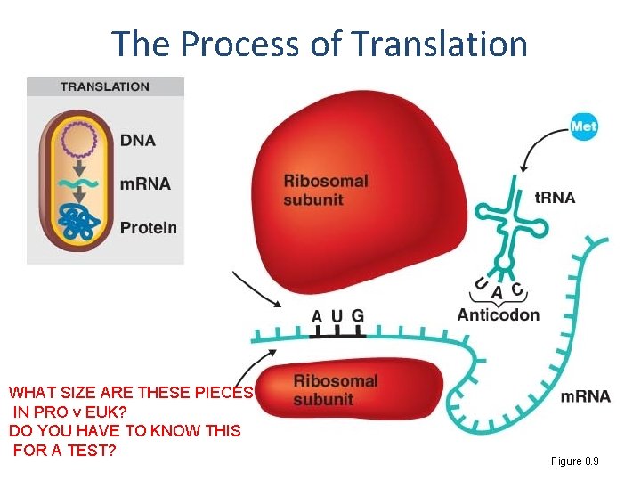 The Process of Translation WHAT SIZE ARE THESE PIECES IN PRO v EUK? DO